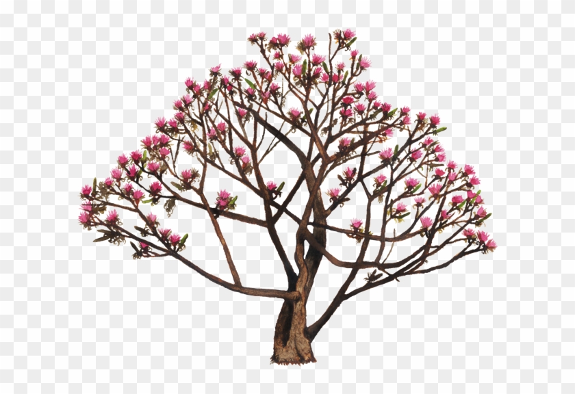 Www - Biodiversidad - Gob - Mx - Flor De Sospo Clipart