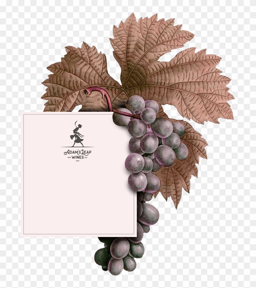 Adam's Leap Wines - Grape Clipart #3882820