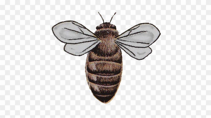 Burts Bees By - Honeybee Clipart