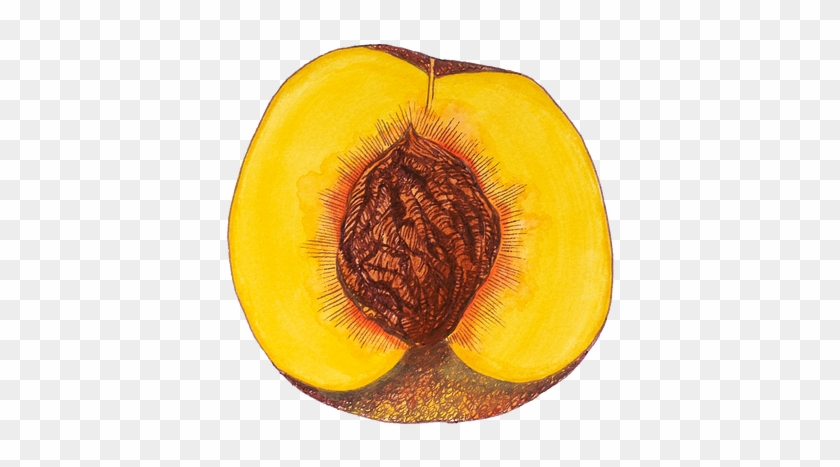 Proudly Powered By Weebly - Acorn Squash Clipart #3884266