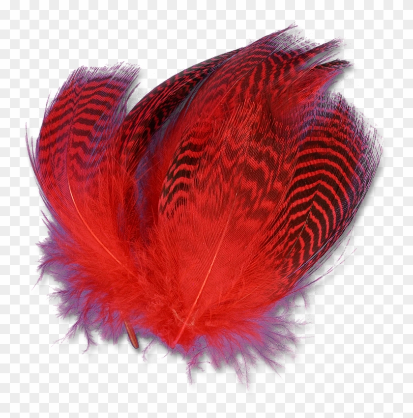 Dyed Teal Flank - Oval Clipart #3886349