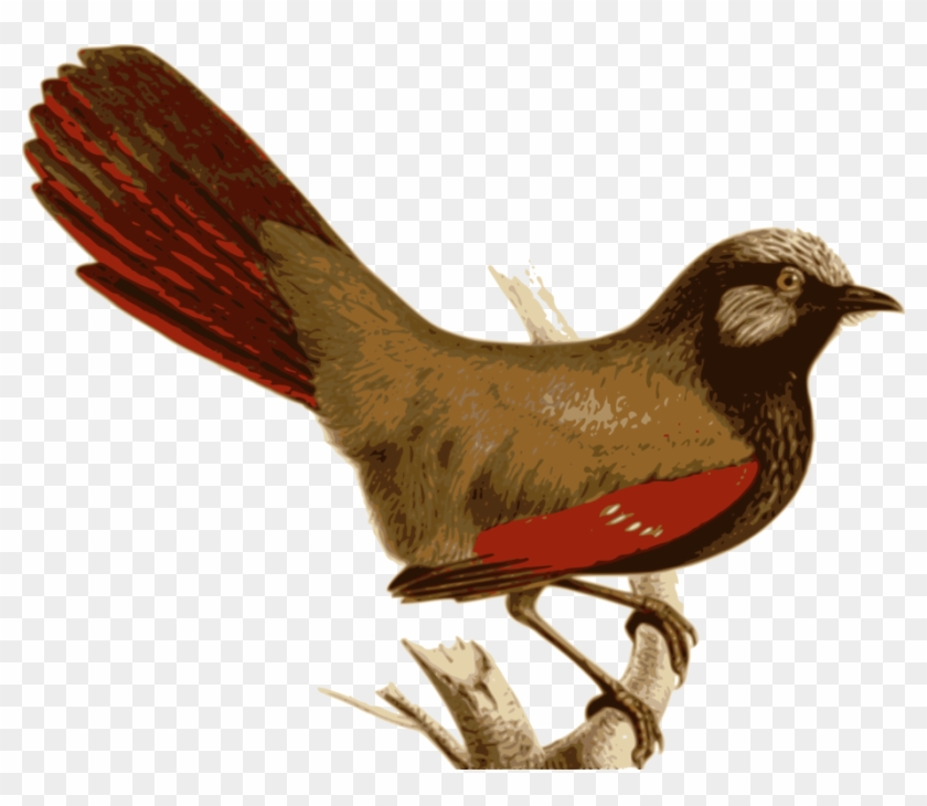 Bird Feather House Sparrow Red Leiothrichidae - Red-winged Laughingthrush Clipart