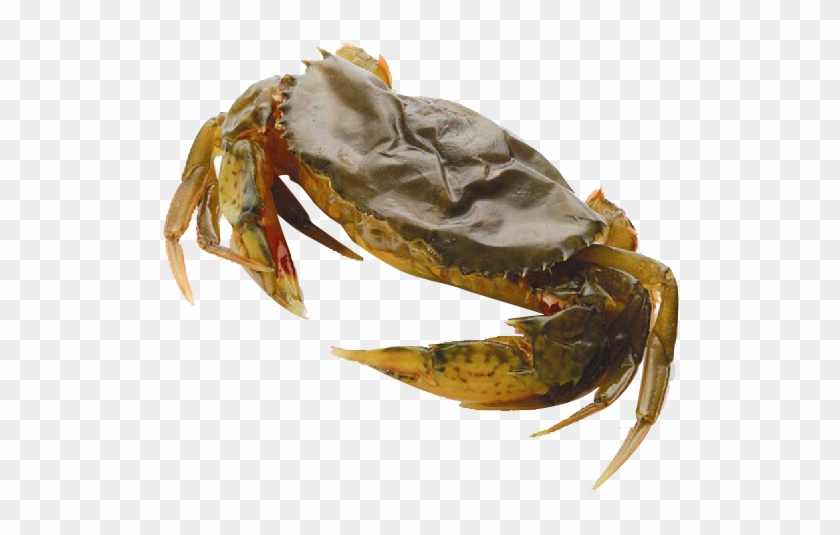 Lightbox Moreview - 软 壳 蟹 Clipart