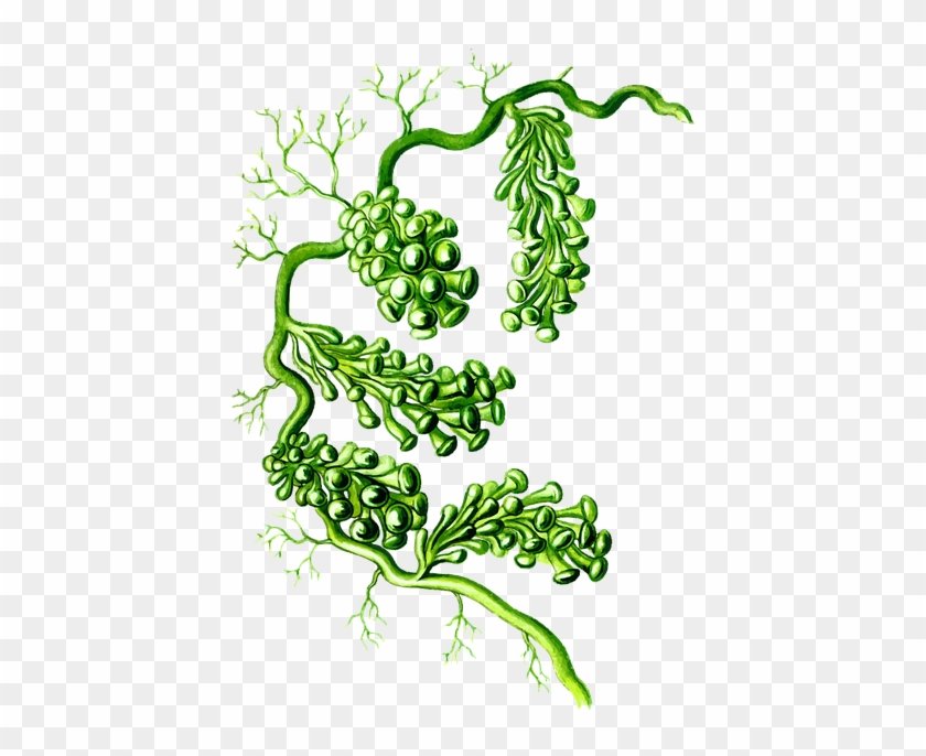 Alga Algae Marine Ocean Plant Sea Sea Grapes - Caulerpa Racemosa Png Clipart #3886905