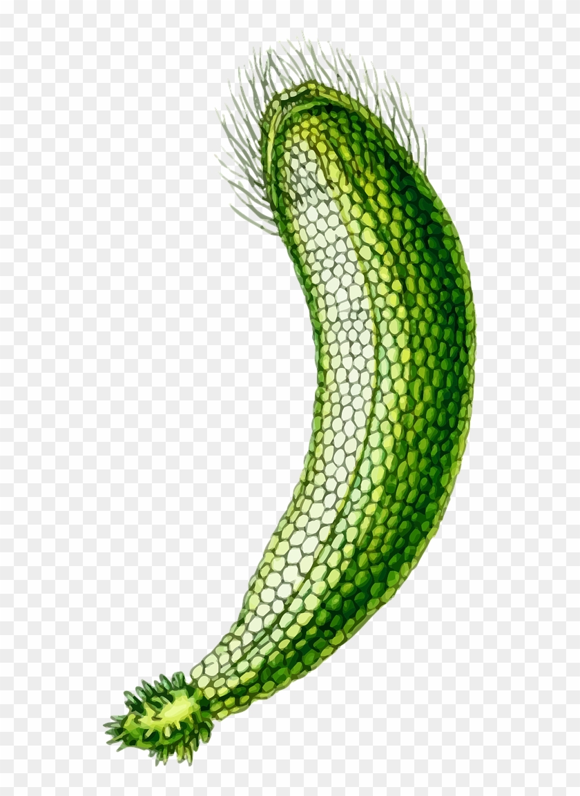 Alga Algae Marine Ocean Plant Png Image - Neomeris Clipart #3886949