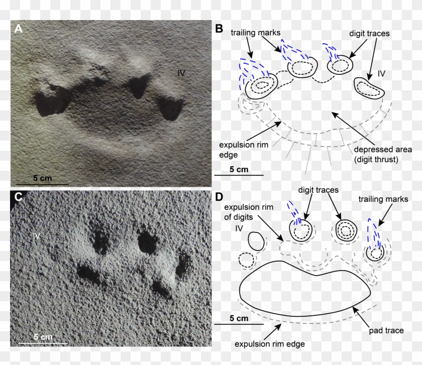 Download Full-size Image Clipart #3887471