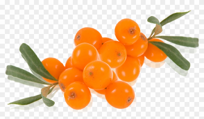 Sea Buckthorn - Hippophae Rhamnoides Clipart #3887930