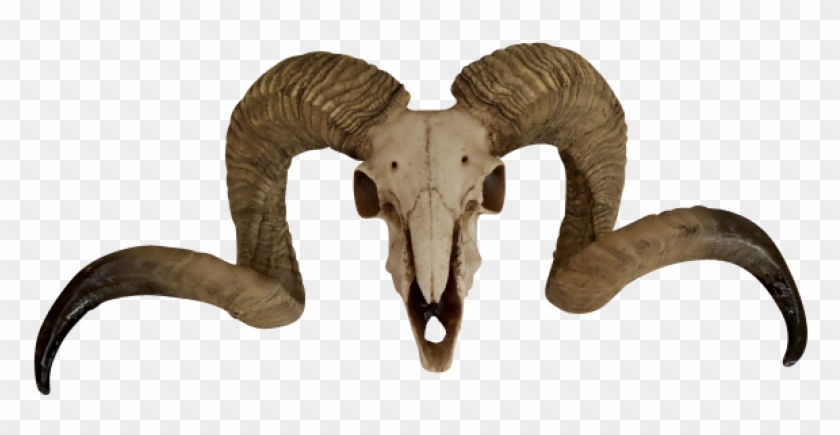 Thumb Image - Transparent Goat Skull Png Clipart