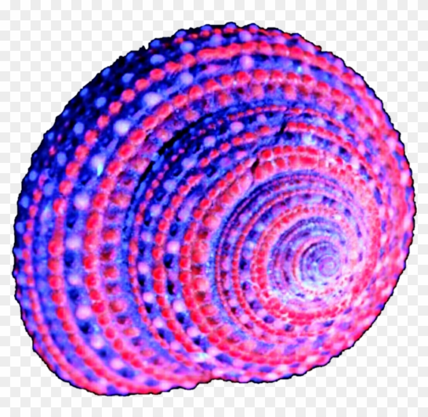 Purple Shell Clipart - Purple Seashell - Png Download #3888314