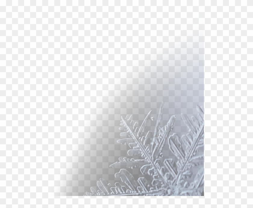 True Cooling Specialists - Frost Clipart #3889542