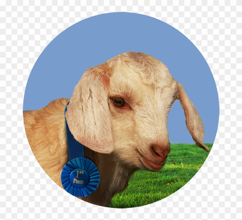 Danny's At The Fair - Goat Kid Clipart #3890786