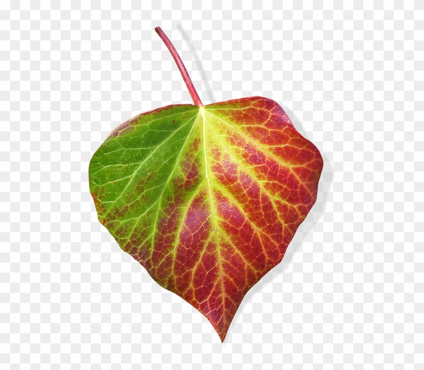 Vine Logo Png Transparent Background Clipart