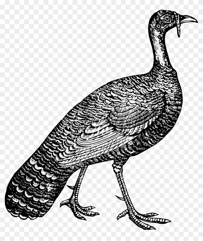 Vector Graphics,free Pictures, Free - Kevin The Turkey In Wethersfield Ct Clipart