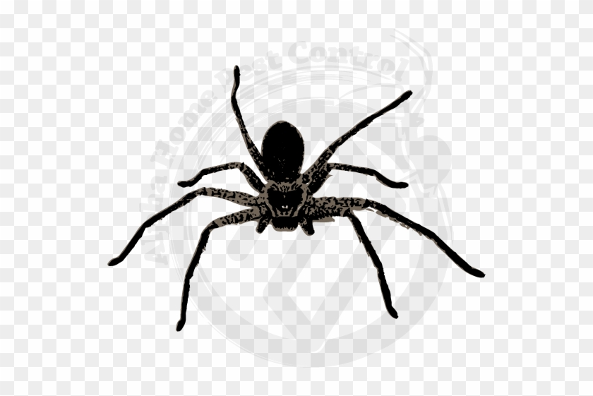 Huntsman Image Gallery - Wolf Spider Clipart #3893396