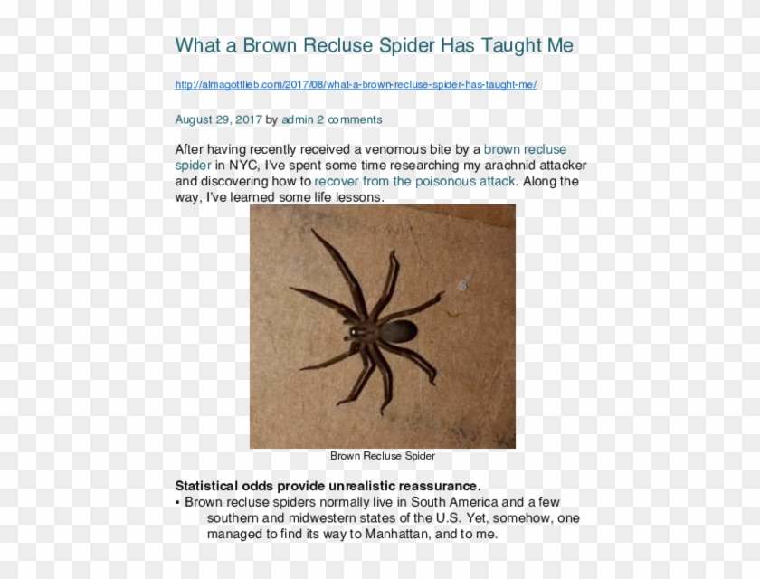 Pdf - Wolf Spider Clipart