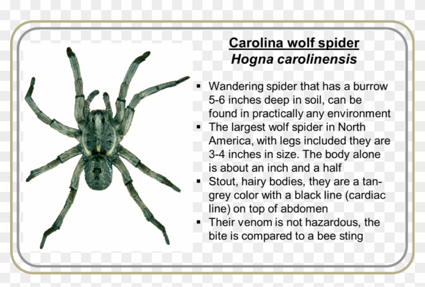 Tarantula Clipart #3893547