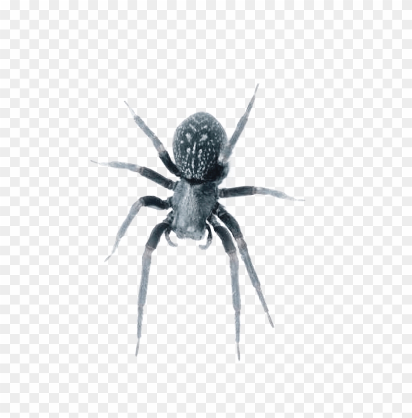 Black House Spiders Are Venomous But Are Not Considered - Black House Spider Clipart #3893726