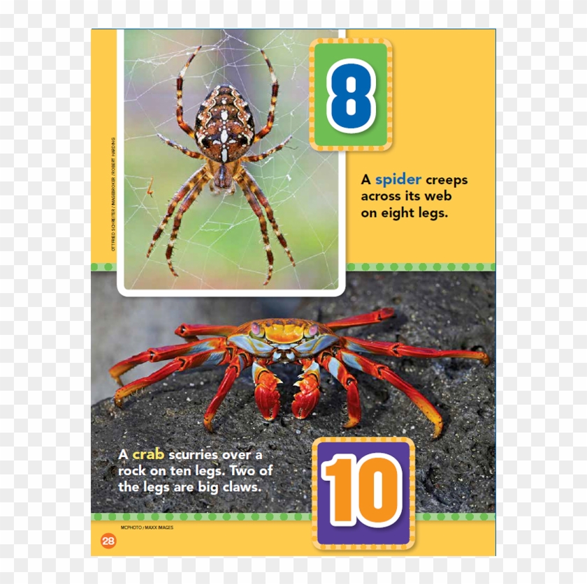 How Many Legs - Wolf Spider Clipart #3893812
