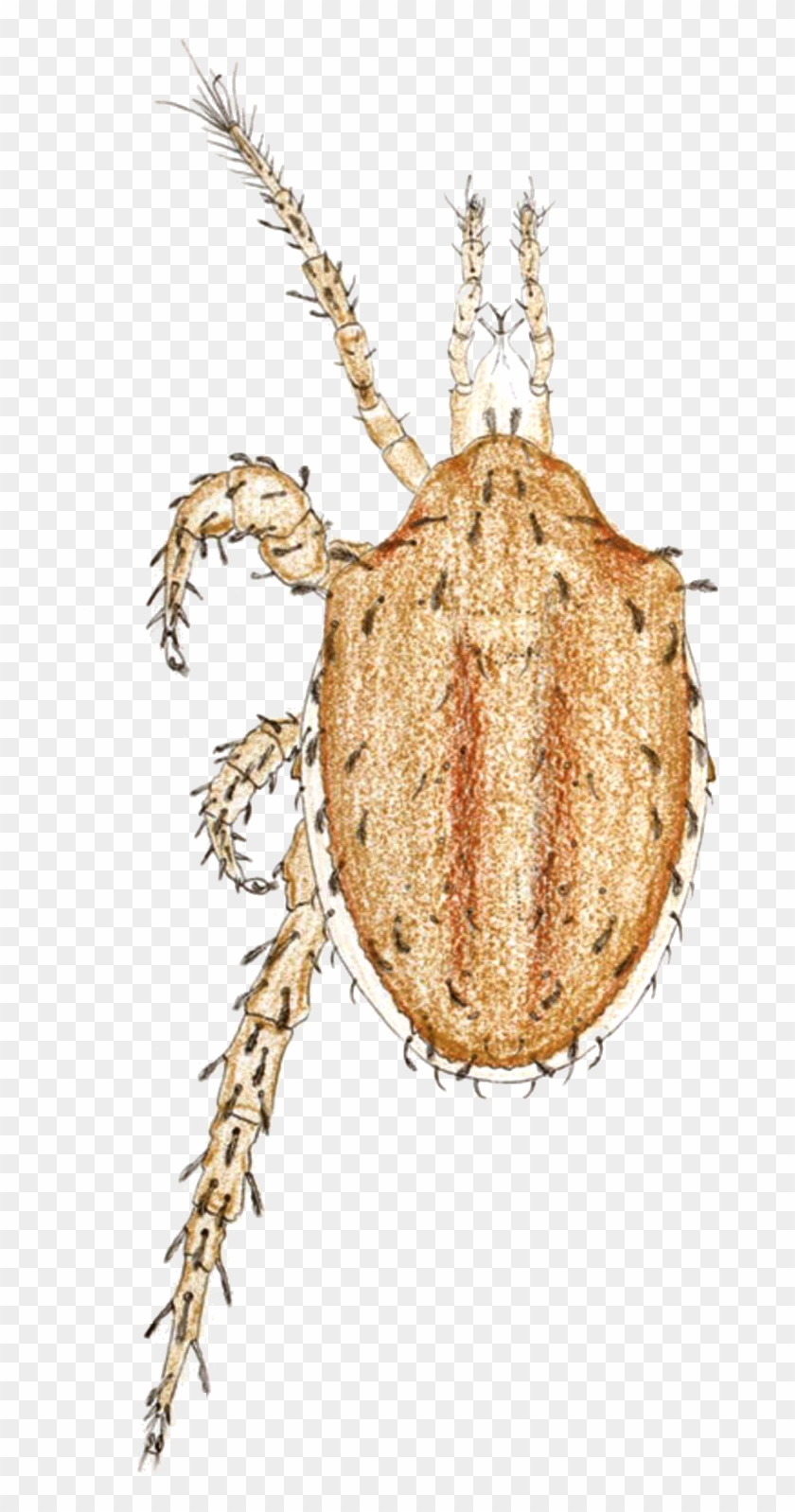 Macrocheles Carinatus By Oudemans - Louse Clipart #3893983