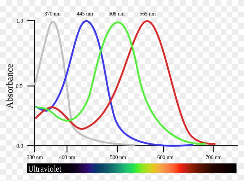 Tetrachromacy Clipart
