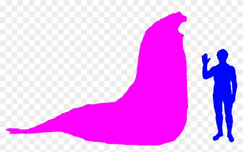 Southern Elephant Seal - Cuanto Mide Un Elefante Marino Clipart #3897458