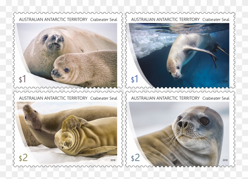 Set Of Stamps - Crabeater Seal Stamps Clipart