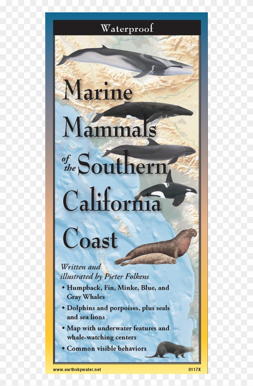 Shopping Cart -  -  - Blue-footed Booby Clipart #3898238