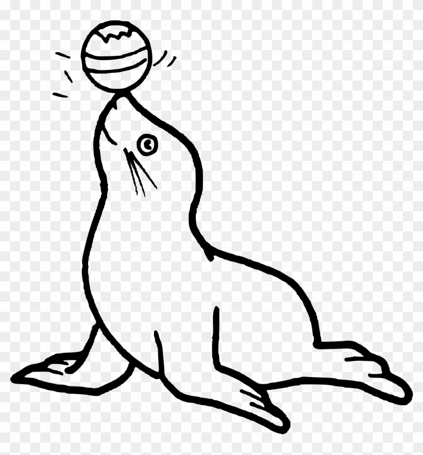 Colouring Pages Of Seal Clipart #3898317