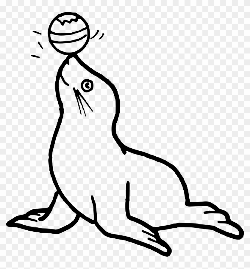 Colouring Pages Of Seal Clipart 3898317 Pikpng