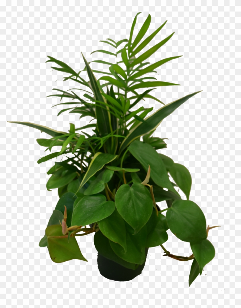 Live Dish Garden Plant Combo Hillermann Nursery & Florist - Houseplant Clipart #390067