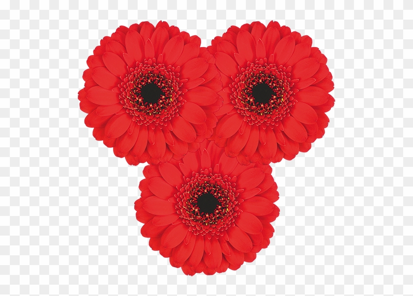 Florist Holland - Barberton Daisy Clipart #390165