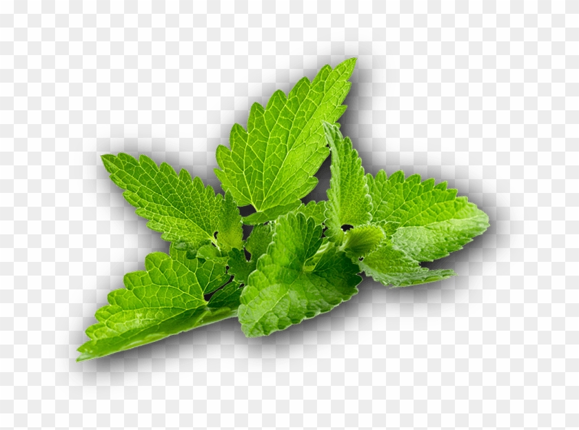 Toronto's Best - Nepeta Clipart