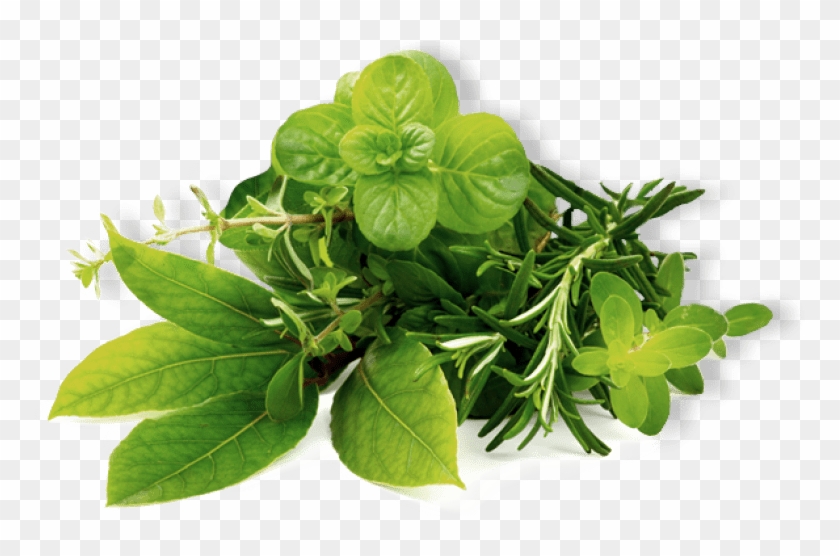 Herb Png Clipart #390255
