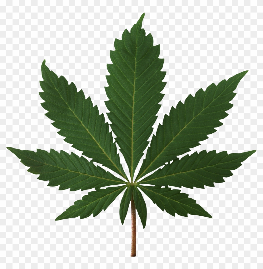 Cannabis Leaf - High Resolution Marijuana Leaf Clipart #390455