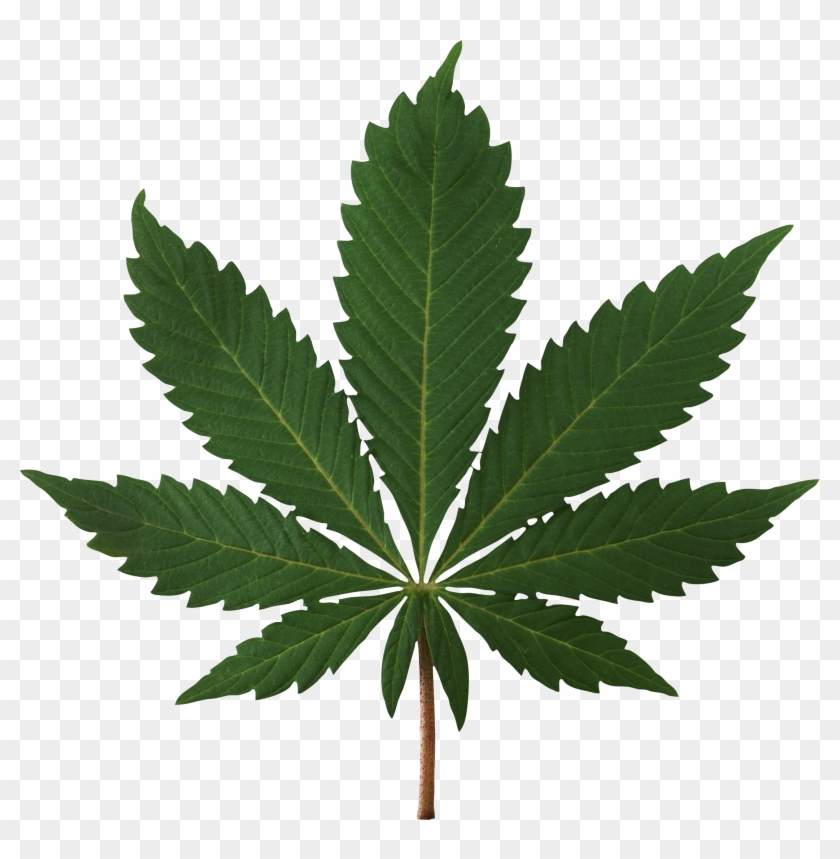 Cannabis Leaf - High Resolution Marijuana Leaf Clipart