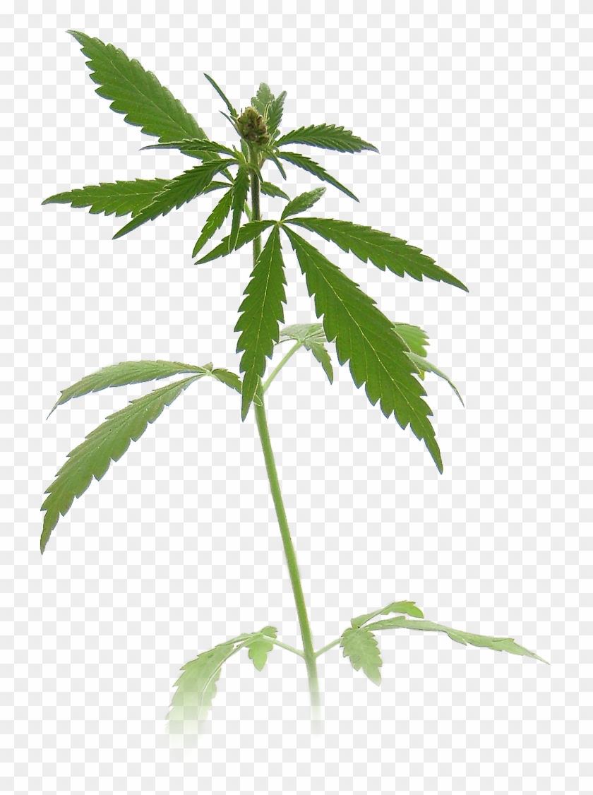 Weed Plant Transparent Transparent Background - Marijuana Plant Clipart #390625