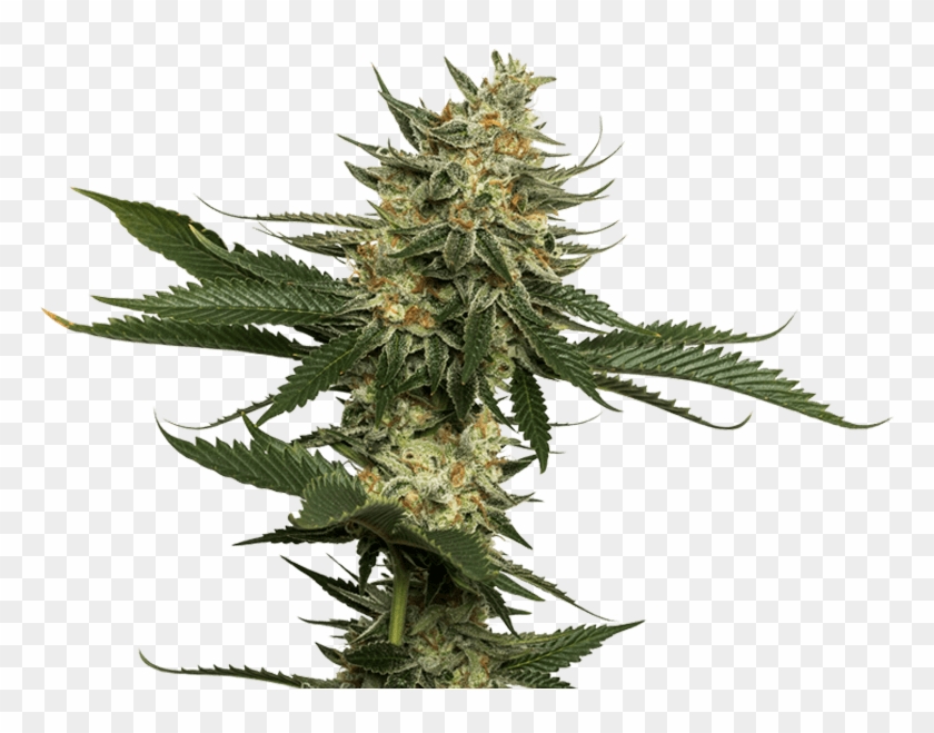 774 X 594 9 0 - Weed Plants Png Clipart