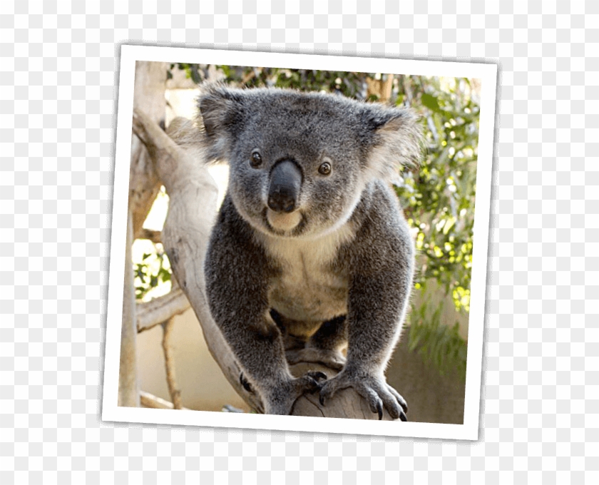 Lauren Clipart #391621