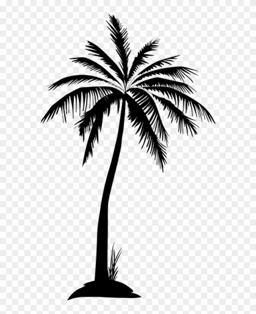 Scpalmtree Sticker - Palm Tree Transparent Background Clipart #391859
