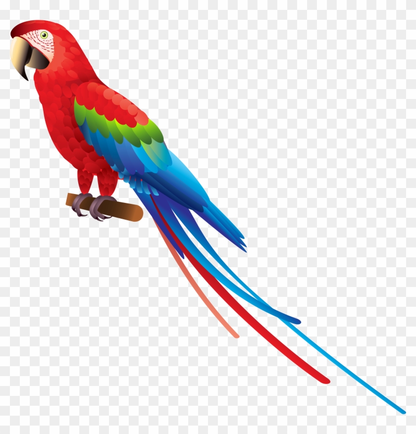 Png Image Information - Parrot Png Clipart
