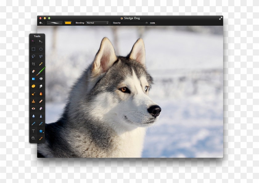 Let It Snow - Prick Eared Dog Clipart #392703