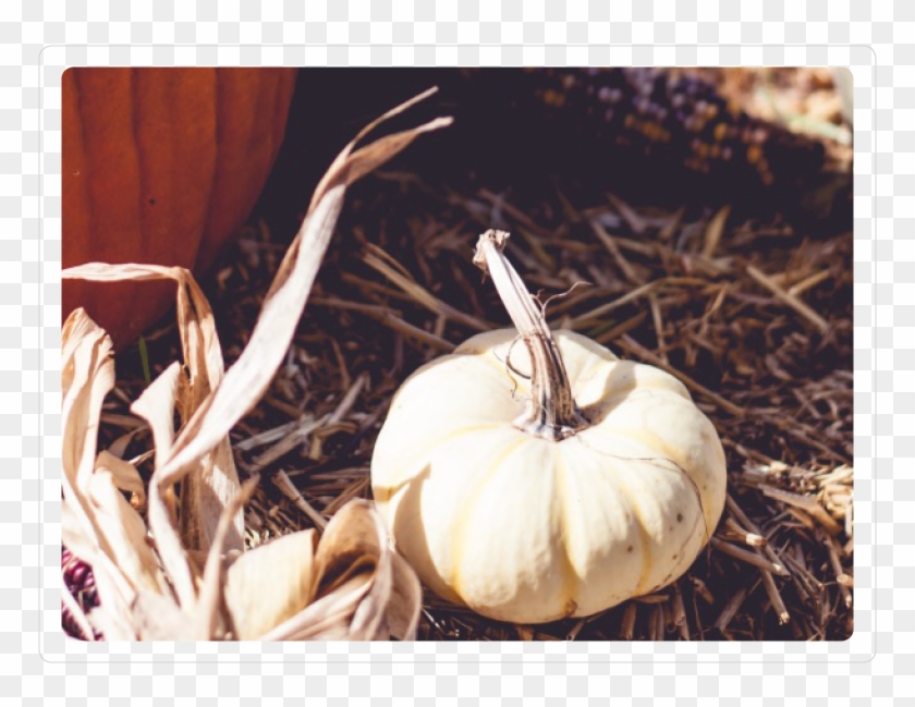 Fancy Pumpkin - Pumpkin Clipart