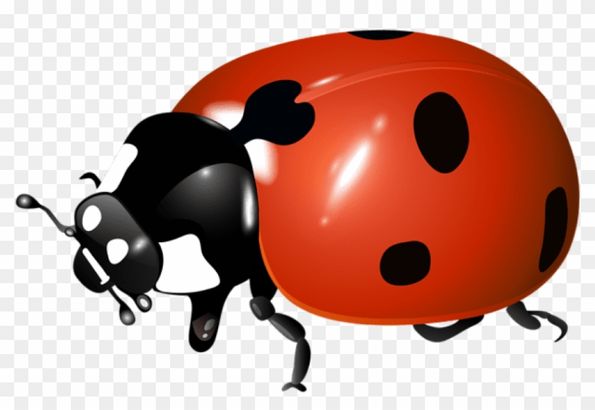 Download Ladybug Transparent Png Images Background Clipart #393930