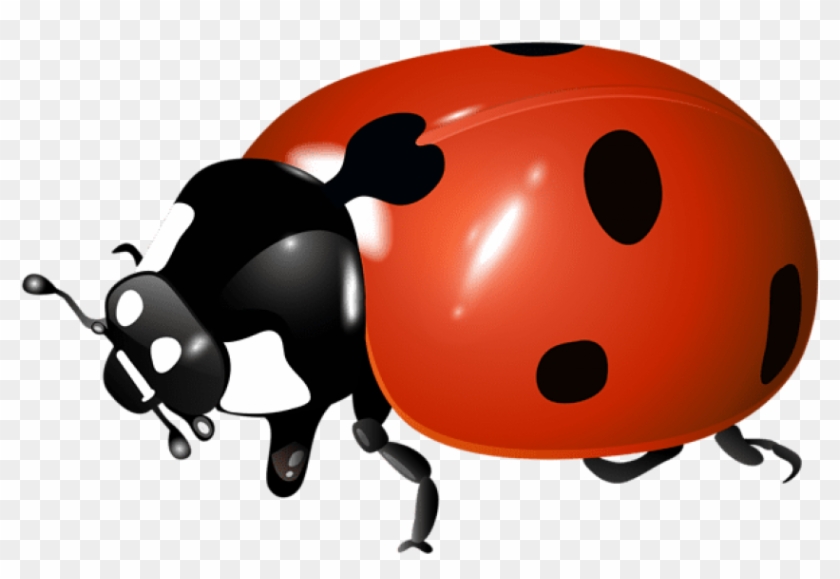 Download Ladybug Transparent Png Images Background Clipart