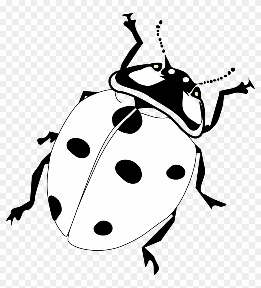 Drawing Ladybug Pen And Ink - Ladybird Black And White Clipart