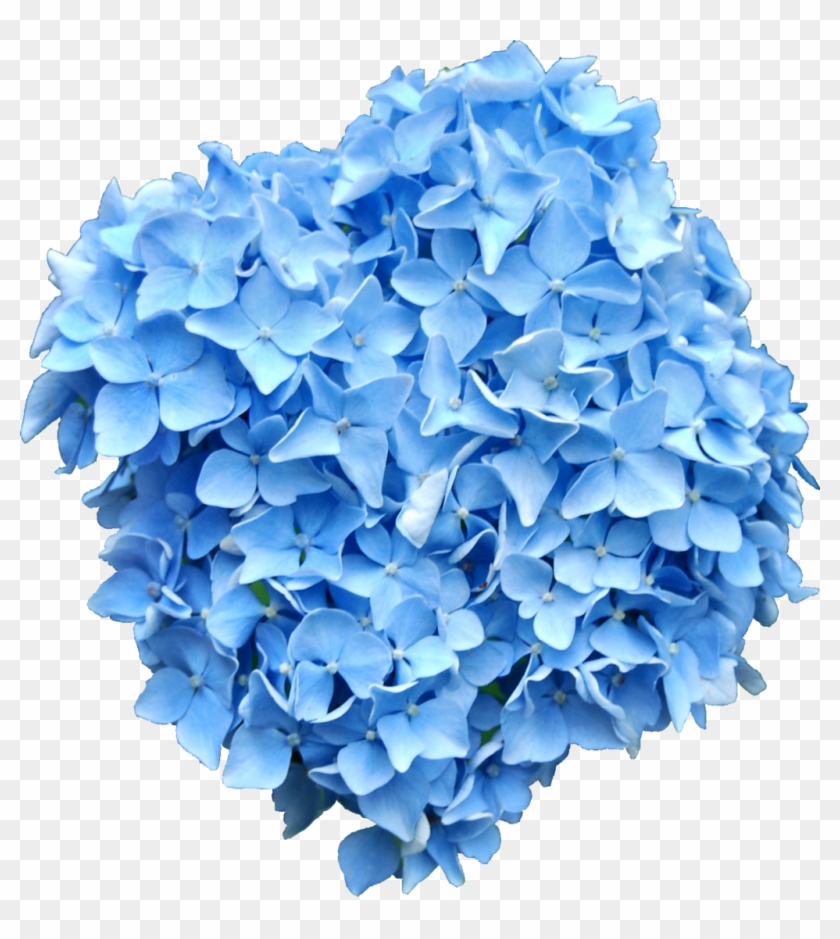 Blue Hydrangea Png - Blue Hydrangea No Background Clipart #394477