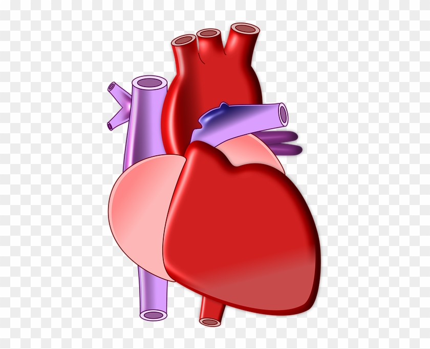 Organs Clipart Biological Heart - Heart Organ Png Transparent Png #394486