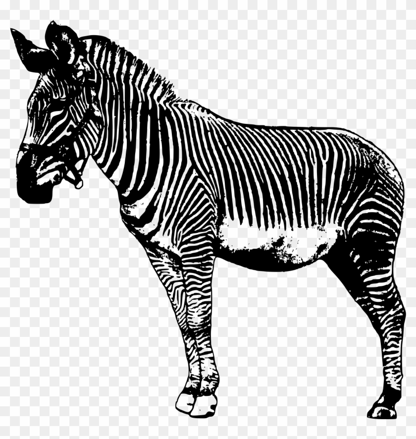 Zebra Clipart Line - Zebras Drawing Transparent Background - Png Download