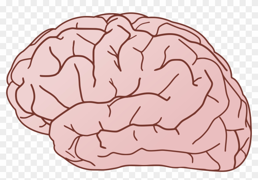 Transparent Brain Clipart - Brain Clipart - Png Download #397426