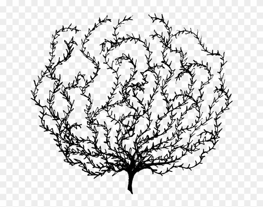 Tumbleweed Png Clipart #398035